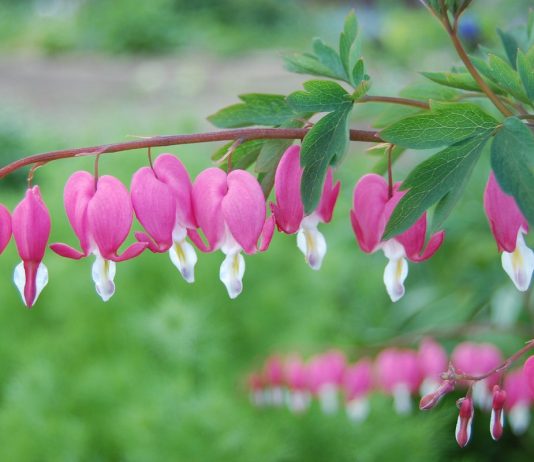 Дицентра (Dicentra)