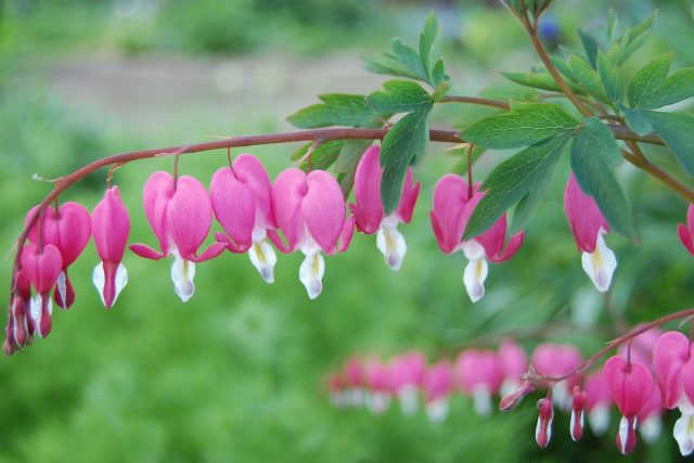 Дицентра (Dicentra)