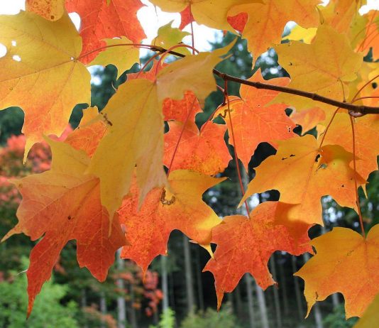 Золотые кленовые купола - Цветник и ландшафт Клён (Acer)