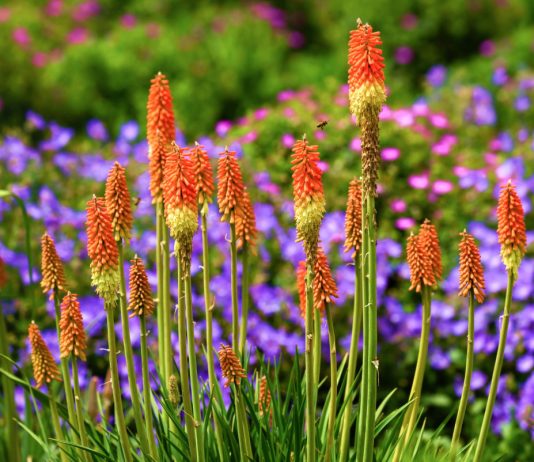 5 экзотических многолетников для вашего цветника, которые я советую - Цветы многолетние 5 экзотических многолетников для вашего цветника, которые я советую