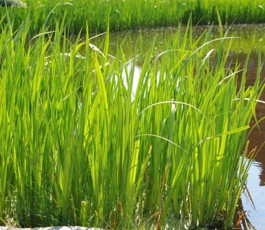 Аир болотный, или Аир обыкновенный - Цветник и ландшафт Аир обыкновенный, или Аир болотный, или Аир тростниковый, или Ирный корень (Acorus calamus)