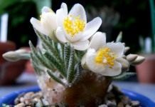 Анакампсерос Альстона (Anacampseros alstonii)