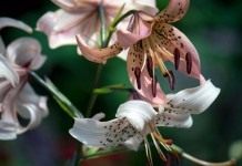 Лилия азиатская "Пинк Твинкл" (Asiatic Lily 'Pink Twinkle')