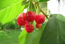 Вишня (Cherry)