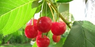 Вишня (Cherry)