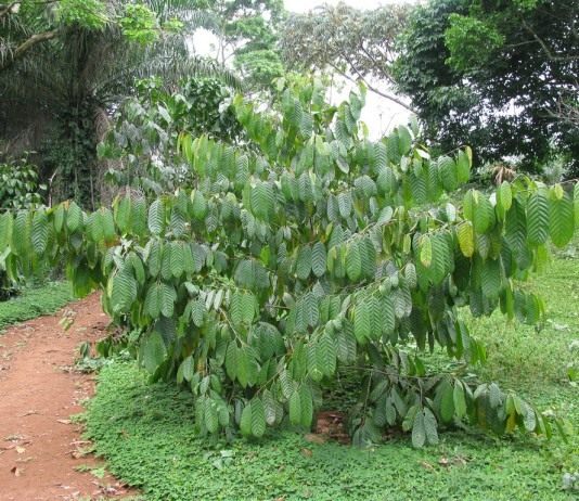 Деревце коулы съедобной, или африканского грецкого ореха (Coula edulis)