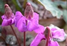 Цикламен (Cyclamen)