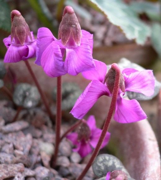 Цикламен (Cyclamen) Цикламен (Cyclamen)