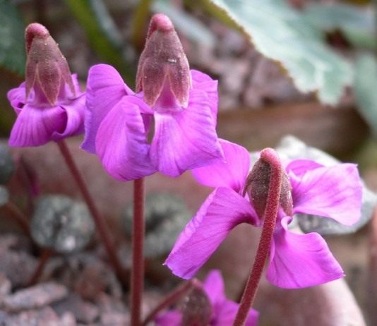 Прекрасные алые цветы – цикламена - Красивоцветущие Цикламен (Cyclamen)