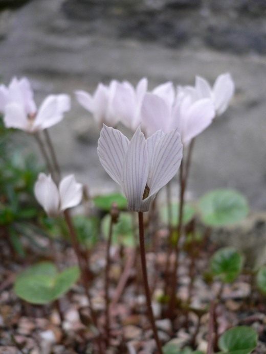 Цикламен (Cyclamen)