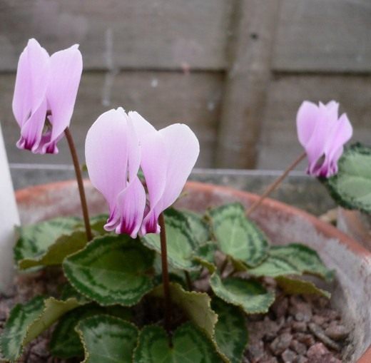 Цикламен (Cyclamen)