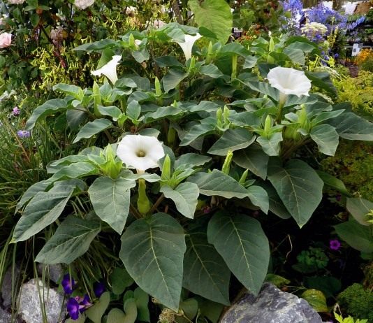 Дурман, или Датура (Datura)