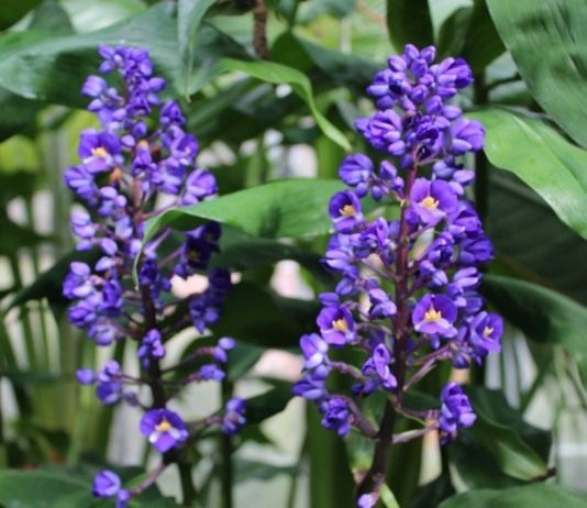 Дихоризандра букетоцветная — мечта коллекционера - Красивоцветущие Дихоризандра букетоцветная (Dichorisandra thyrsiflora)