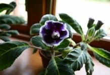 Синнингия красивая, или Глоксиния (Sinningia speciosa), сорт 'Kaiser Wilhelm'