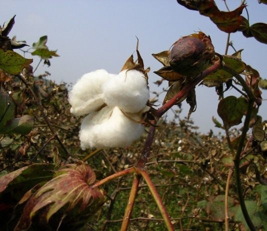 Хлопчатник — джинсовое растение - Редкие и необычные Раскрывшаяся коробочка хлопчатника