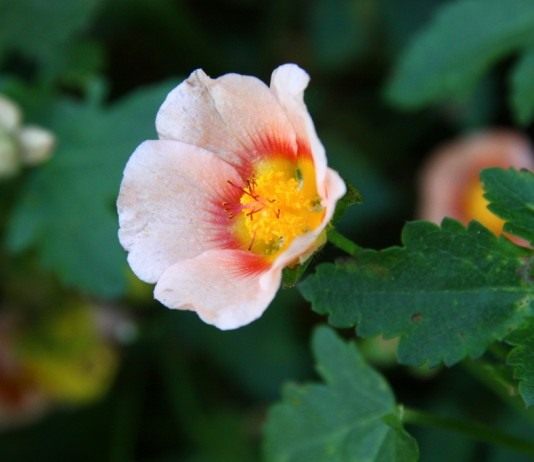 Мальваструм (Malvastrum)