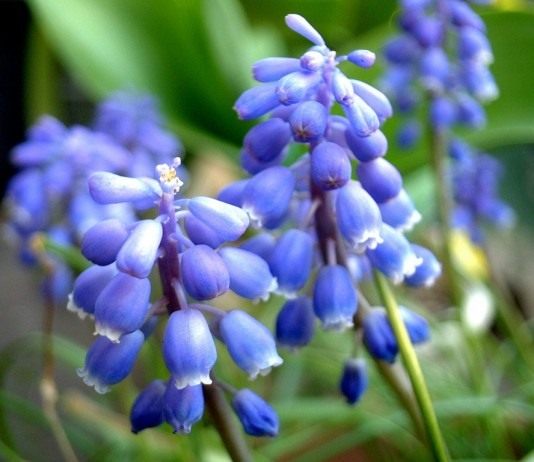 Мускари (Muscari)