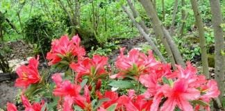 Рододендрон (Rhododendron)