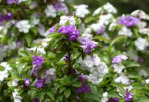 Брунфельсия южная (Brunfelsia australis)
