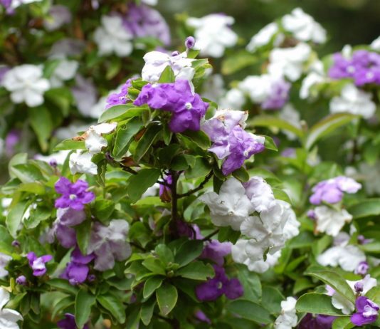 Брунфельсия южная (Brunfelsia australis)