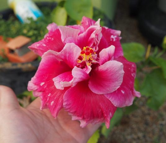 Сортовые гибискусы. Любовь, терпение и труд - Красивоцветущие Гибискус 'Double Mini Skirt'