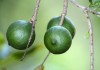 Макадамия, или Австралийский орех (Macadamia)