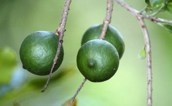 Макадамия, или Австралийский орех (Macadamia)