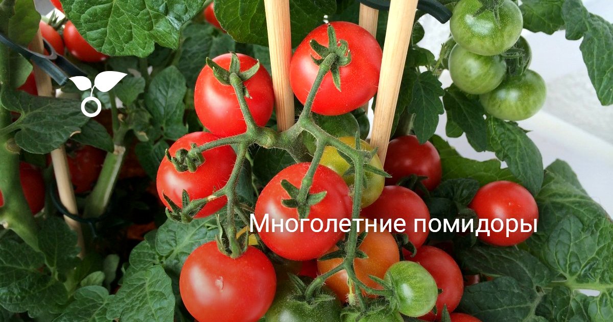 Многолетние помидоры