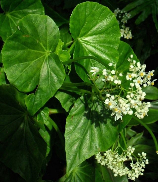 Бегония капская (Begonia capensis)