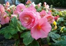 Бегония клубневая (Begonia tuberhybrida)