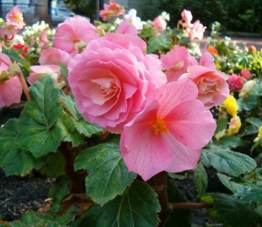 Бегония клубневая (Begonia tuberhybrida)
