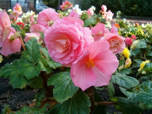 Бегония клубневая (Begonia tuberhybrida)