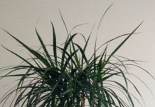 Драцена (Dracaena)