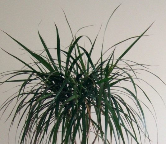 Драцена (Dracaena)