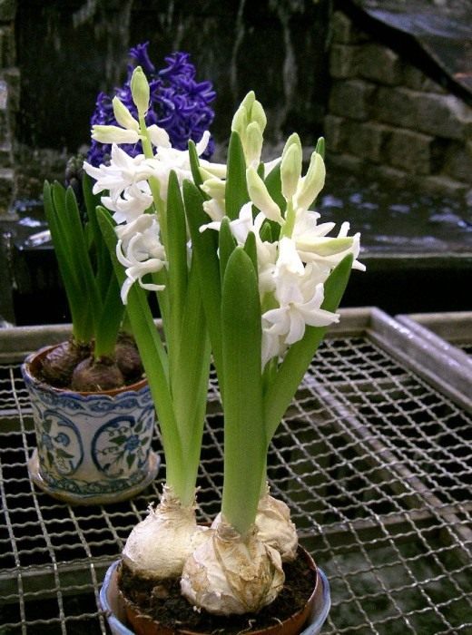 Гиацинт (Hyacinth)