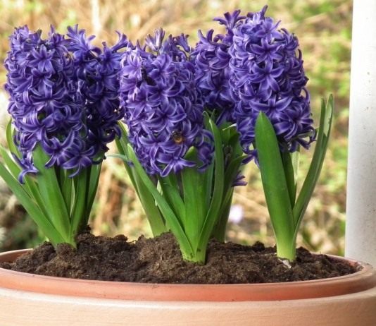 Выгонка гиацинтов. Опыт новичка. - Красивоцветущие Гиацинты