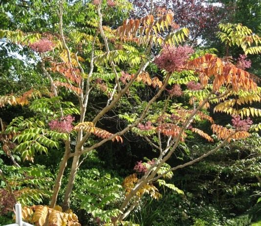 Аралия: шикарная, но неприступная - Цветник и ландшафт Аралия высокая