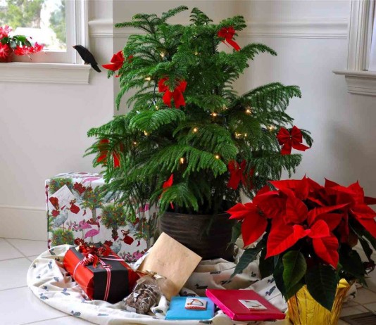 Живая новогодняя елка — восхитительная араукария - Редкие и необычные Живая новогодняя елка — восхитительная араукария