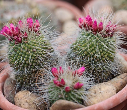 Кактусята из семян - Комнатные растения Кактусята из семян