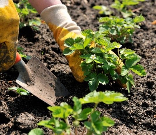 Уход за клубникой