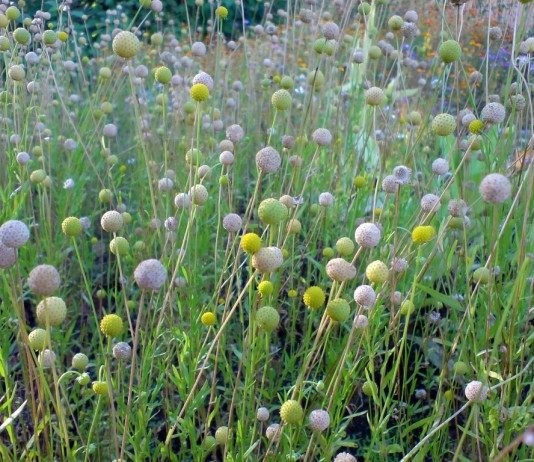 Цефалофора — земляничная трава - Цветник и ландшафт Цефалофора — земляничная трава