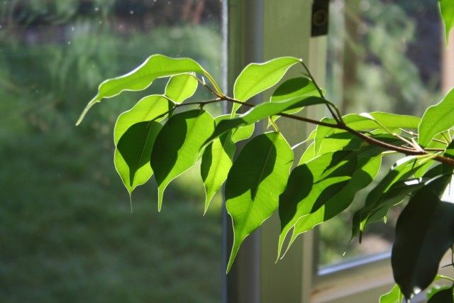 Фикус Бенджамина (Ficus benjamina) Фикус Бенджамина (Ficus benjamina)