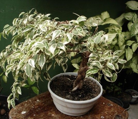 Фикус Бенджамина в домашних условиях - Комнатные растения Фикус Бенджамина пёстролистная форма