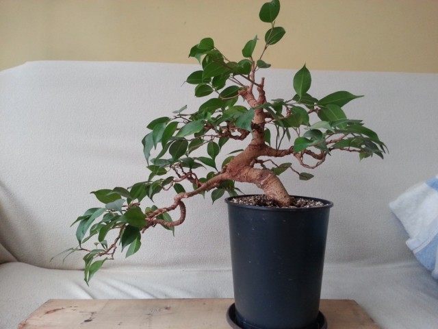 Фикус Бенджамина (Ficus benjamina) Фикус Бенджамина (Ficus benjamina)