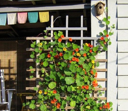 В помощь начинающим садоводам. Вьющиеся растения - Цветник и ландшафт Настурция