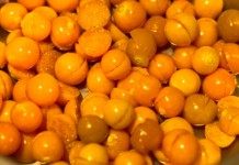 Физалис (Physalis)