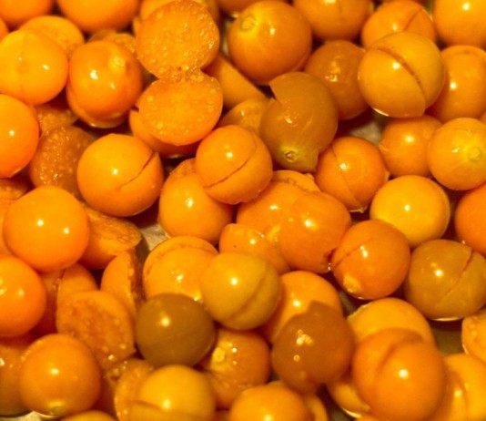 Физалис (Physalis)