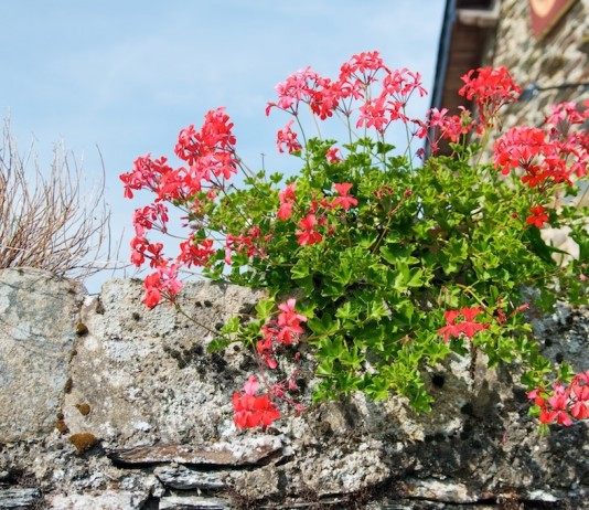 Пеларгония плющелистная, или Пеларгония плющевидная, или Пеларгония щитовидная