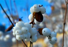 Снежноягодник белый, или Снежноягодник кистистый (Symphoricarpos albus)