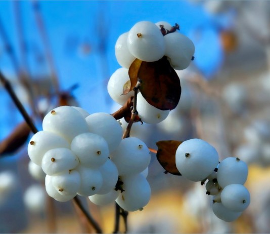 Снежноягодник — зимой тоже декоративный - Цветник и ландшафт Снежноягодник белый, или Снежноягодник кистистый (Symphoricarpos albus)